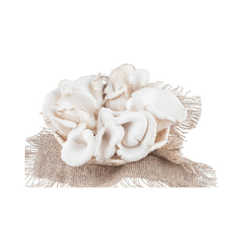 

Jamur Tiram 1 pack oFresh Batam