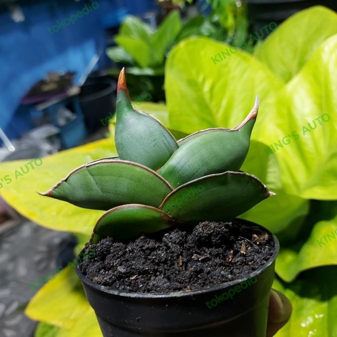 BESS SELLER SANSE - SANSEVIERIA BANANA 8112022