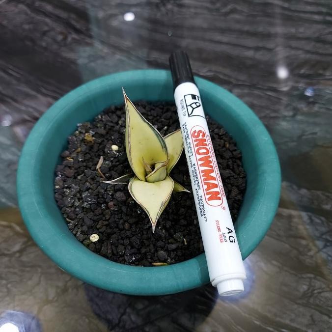 BESS SELLER SANSE - SANSEVIERA PINGUICULA VARIGATA 5-1-2022