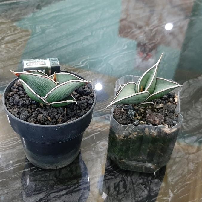 BESS SELLER SANSEVIERA RORIDA 1 POT