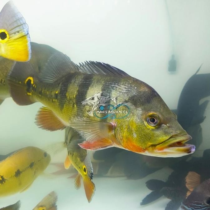 Produk Baru Ikan Hias Peacock Bass Monoculus Besar