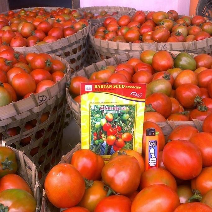 Kendedes Dt 10 Gr Benih Tomat Hibrida F-1 Produk Original Pabrik