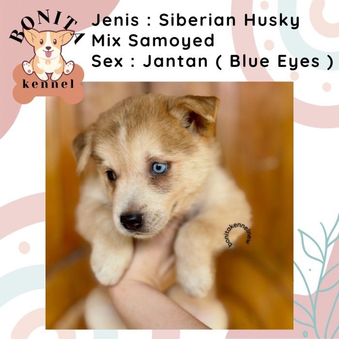 DISKON Samoyed Mix Siberian Husky Anak Anjing Jantan Betina Samoyed Husky TERBATAS