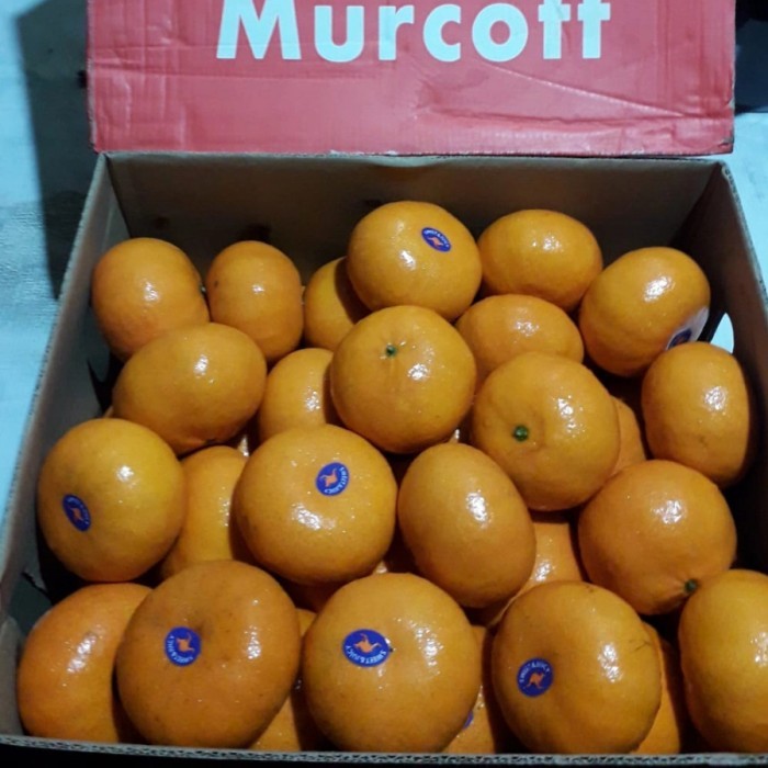 

BUAH JERUK HONEY MURCOT AUSTRALIA FRESH DAN MANIS PER1 DUS BERAT -+9KG