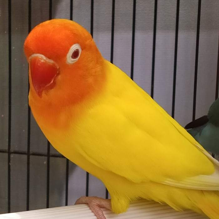 TERBARU Burung Lovebird Lutino MM Lakbet Lutino Mata Merah Paud