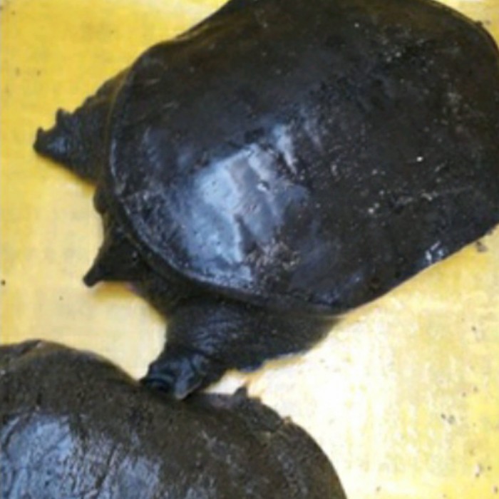 labi labi kalimantan hidup 1kg (1ekor)