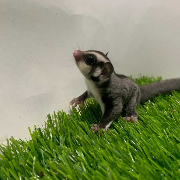 TERBARU Sugar Glider Classic Grey Joy Lucu Murah Meriah BISA GOSEND