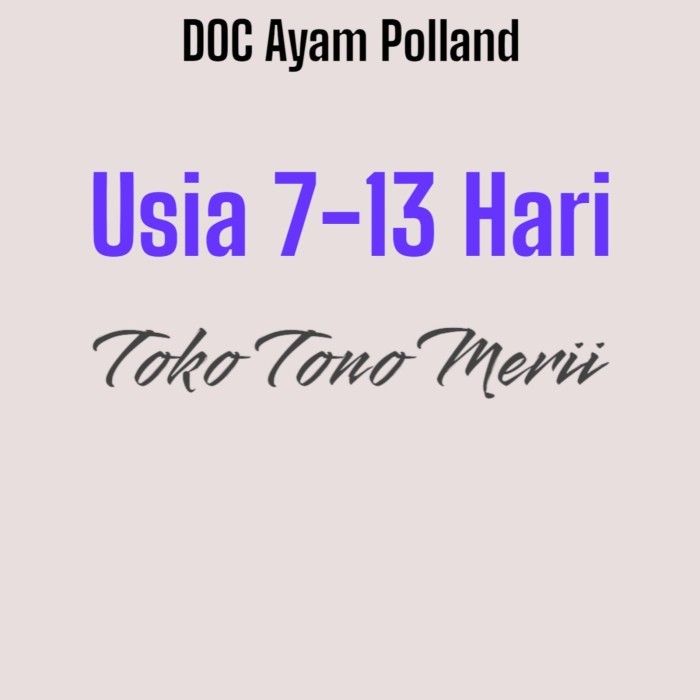 HOT SALE Ayam Polland - Anak Ayam Polland - Ayam Hias