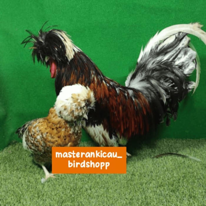 ayam Poland jambul khatulistiwa sepasang mewah