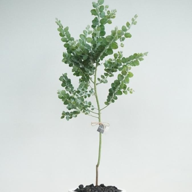 Blue Pearl Acacia Tree Podalyriifolia - Tanaman Hias Indoor Outdoor