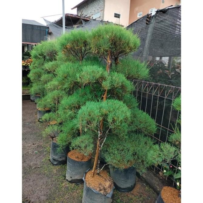 Tanaman Hias Cemara Udang 2 Meter Bonsai - SBGroup