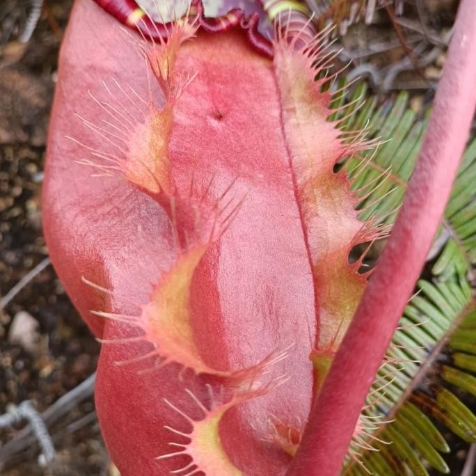 Tanaman hias karnivora sumatrana