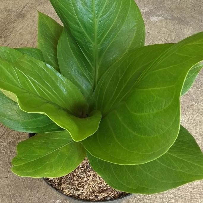 tanaman anthurium jemani cobra/ anjamani kobra