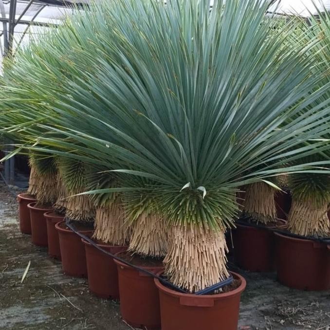 Tanaman hias - Pohon bibit palm yucca rostrata tinggi 50cm