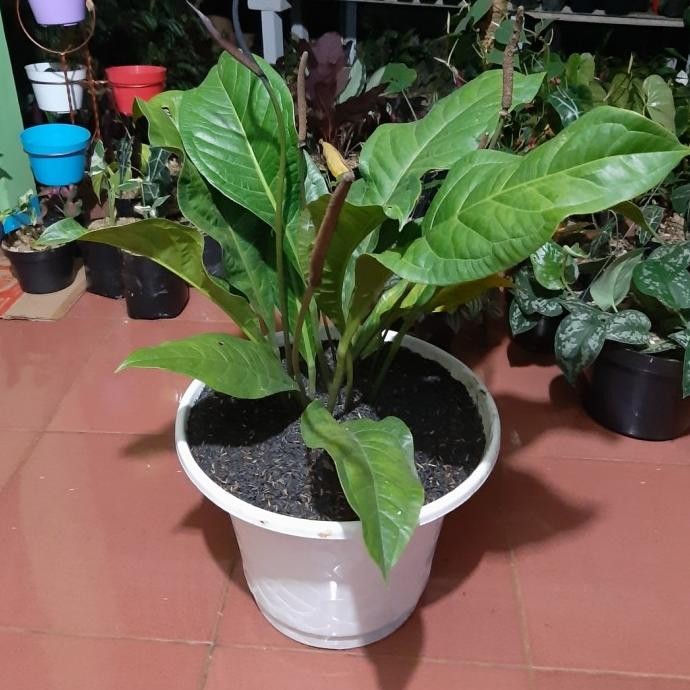 Tanaman Hias Anthurium Jemani - Anthurium Jemani