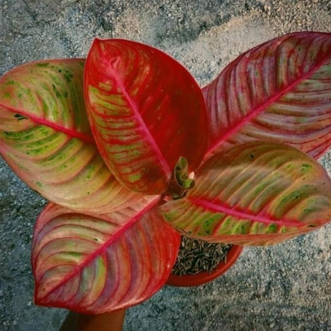 - TANAMAN HIAS ANAKAN/BABY AGLONEMA GOLIAT TERAH MERAH -