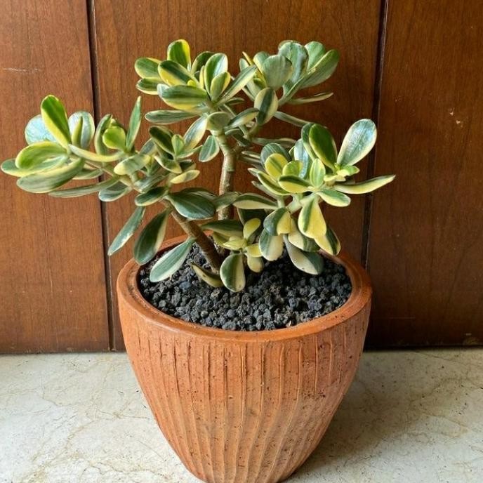 TANAMAN HIAS jade plant varigata jumbo/original