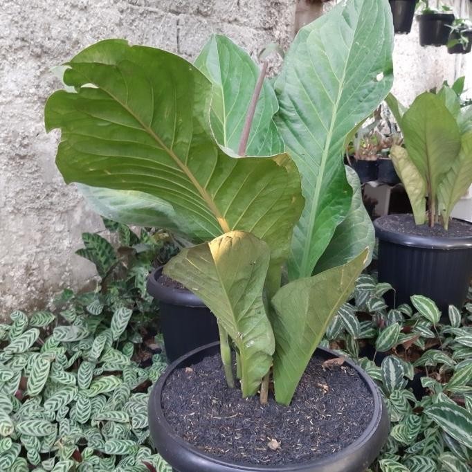 Tanaman Hias Anthurium Jemani - Anthurium Tanduk