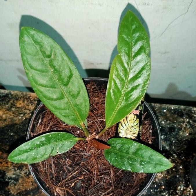 Ragam'S: tanaman hias anthurium superboom classic - superbom klasik