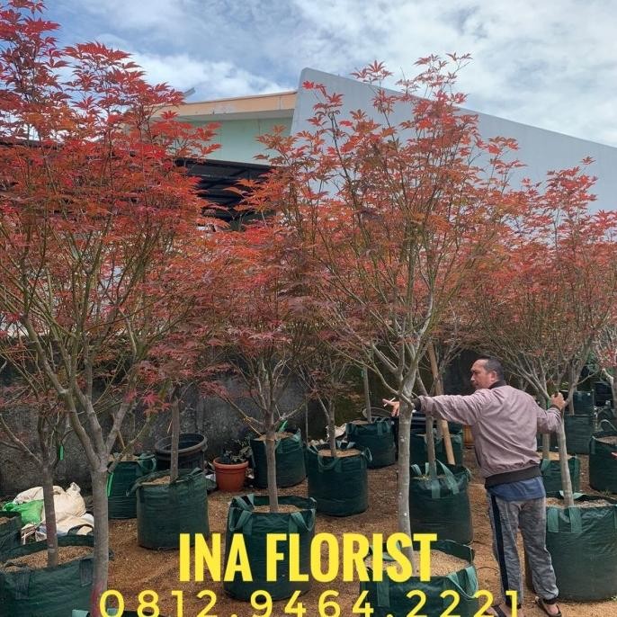 Promo Pohon Maple American Import Batang Besar Tinggi 2-3m Free Ongkir