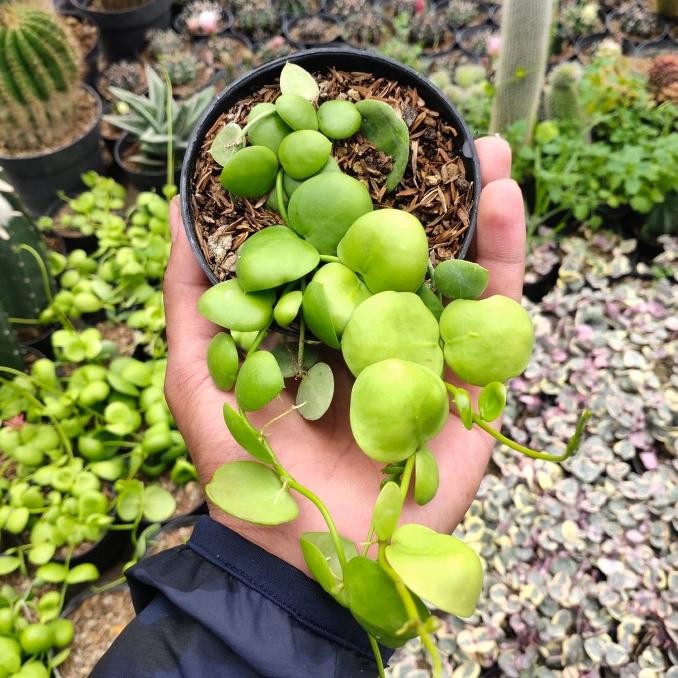 tanaman hias dischidia pectinoides ( Hoya Balon )