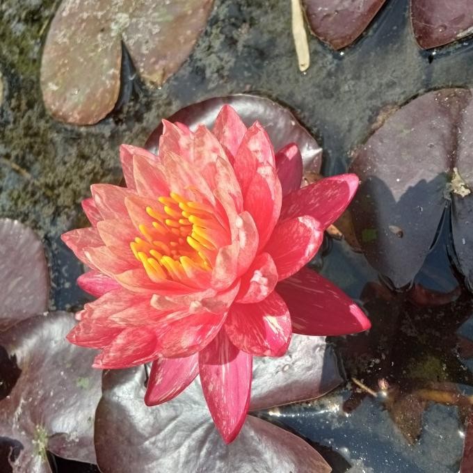 Tanaman Air Bunga Hias Teratai Air Wanvisa pelengkap Kolam