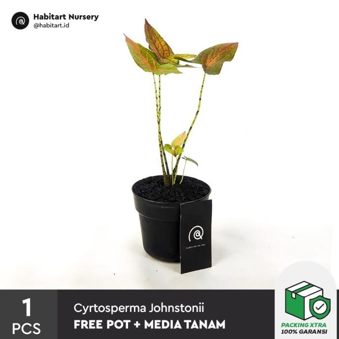 Cyrtosperma johnstonii / Tanaman Hias / Indoor Plant