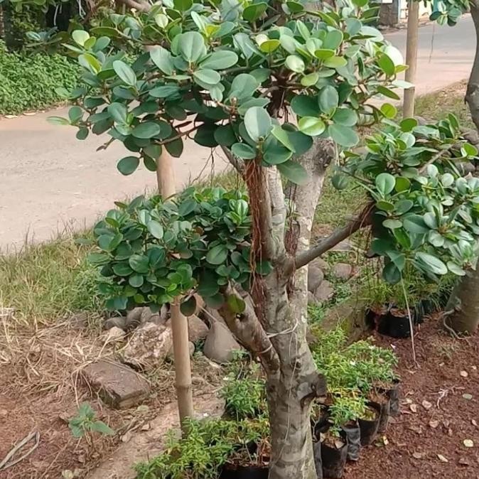 tanaman hias bonsai beringin korea/pohon beringin korea