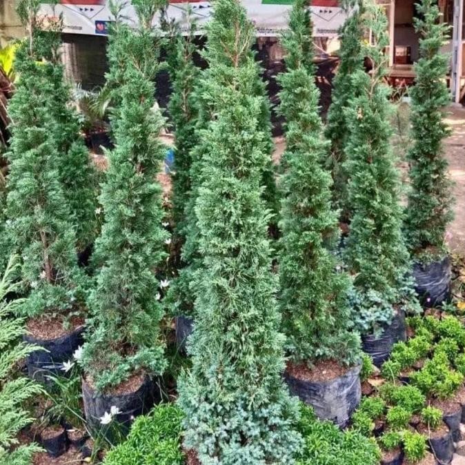 Tanaman hias Cemara lilin 2 meter_cemara natal