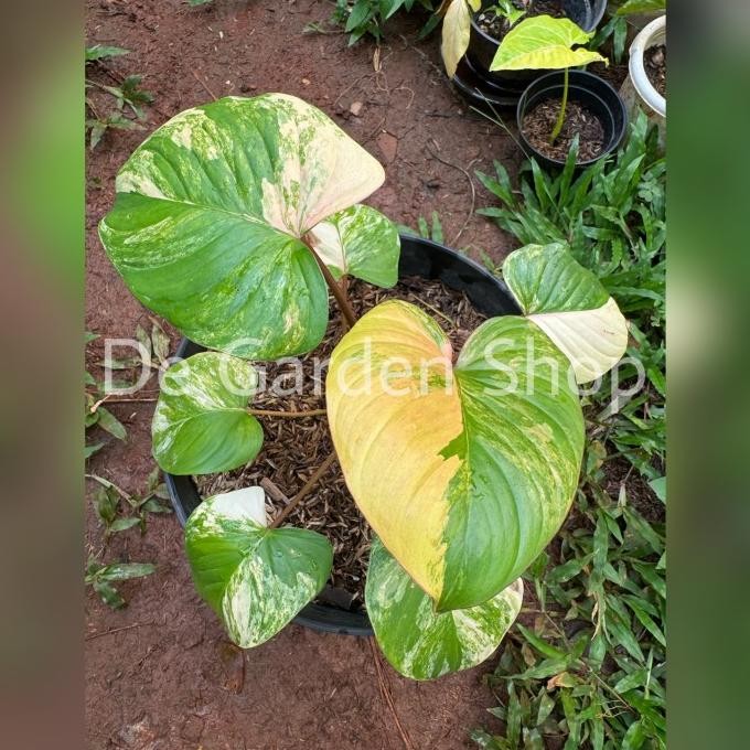 homalomena rubescens variegata tanaman sesuai foto