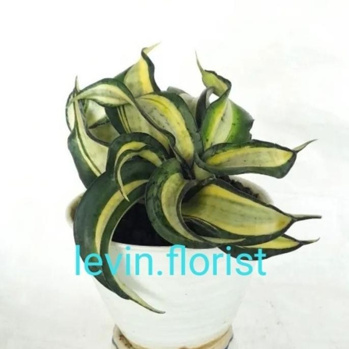 Limited [Dewasa] Sansevieria Golden Wendy / Sansivera Sansivieria Lidah Mertua Bibit Tanaman Hias Bu