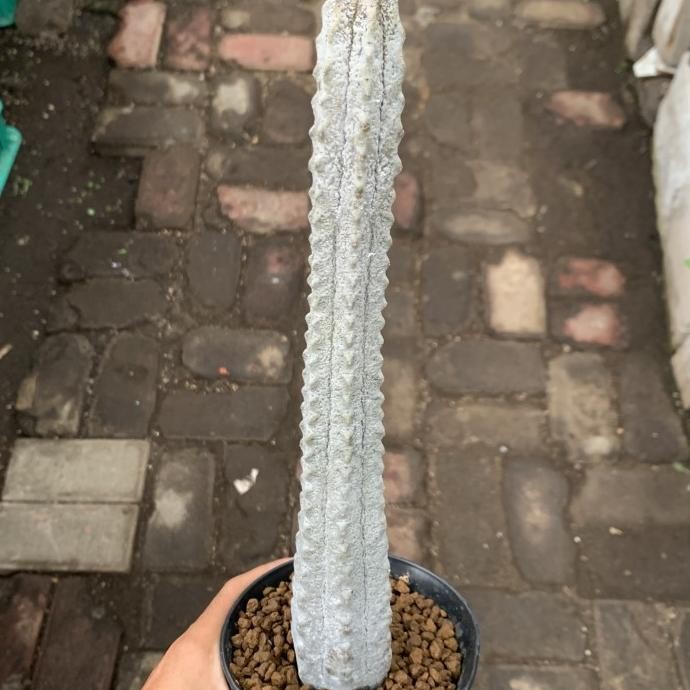 Tanaman hias euphorbia abdelkuri