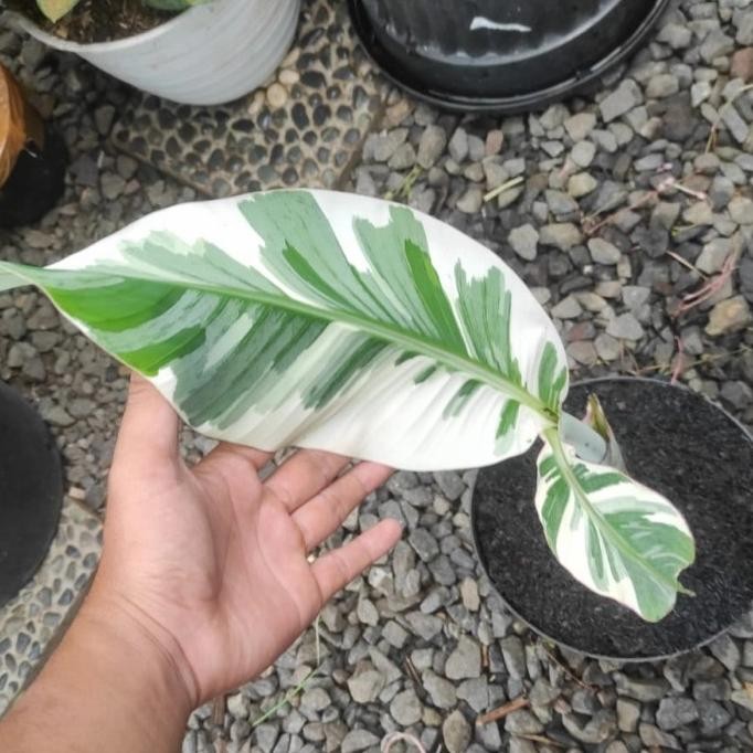 Tanaman hias pisang varigata musae cantik promo