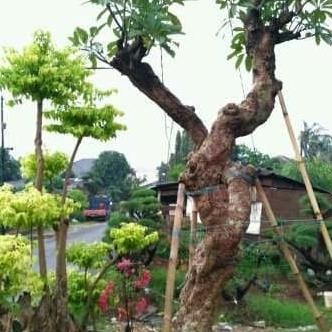 Grd Pohon Kamboja Fosil - Kamboja Besar - Tanaman Hias