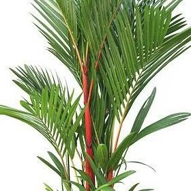 Tanaman hias palem merah paket 5 + pot