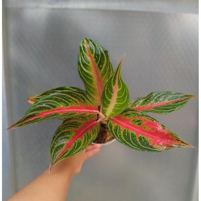 Tanaman Hias Indoor Aglonema aglaonema red sunset