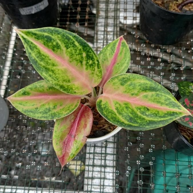 Tanaman hias aglonema jameela jackpot jamela