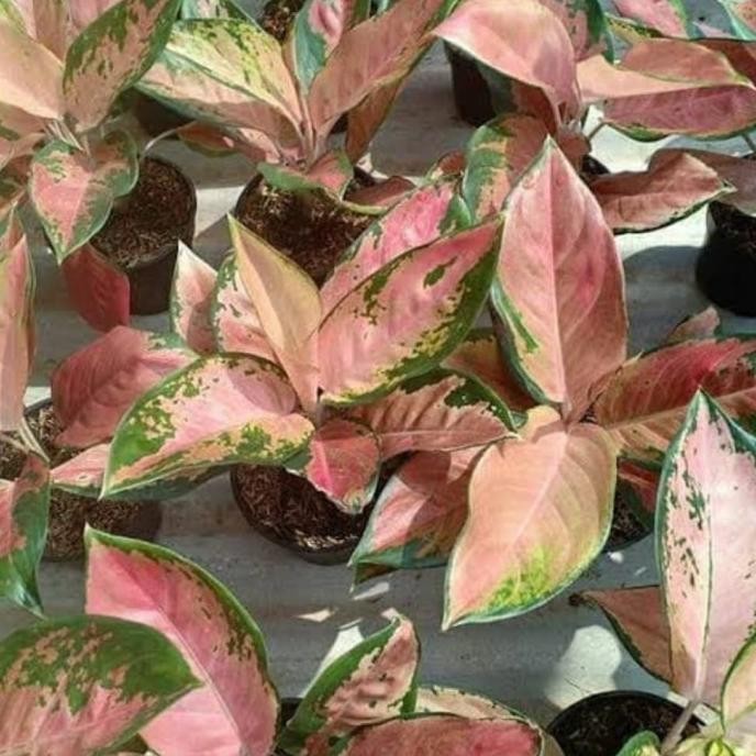 TANAMAN AGLONEMA KOCIN TEMBAGA/TANAMAN HIAS AGLAONEMA
