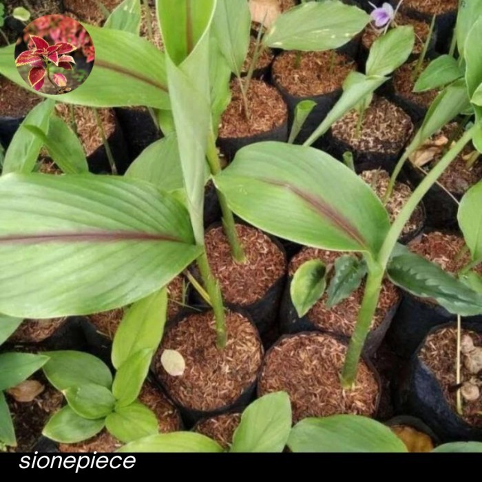 

(Promo) Tanaman Kunyit Putih/Pohon Kunyit Putih Mudah Tumbuh