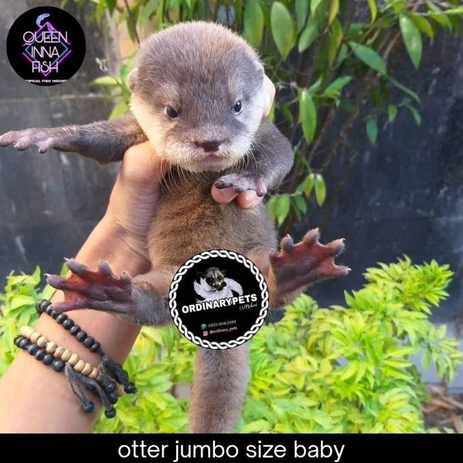 otter baby / berang berang / sero linsang hewan peliharaan lucu