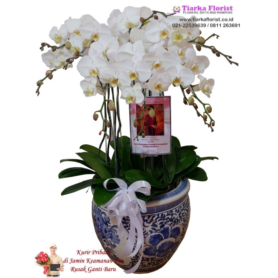 TERBARU rangkaian anggrek bulan pot keramik besar / anggrek bulan / bunga vas