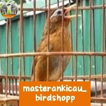 burung wambi big import bahan prospek jantan tulen mewah sultan