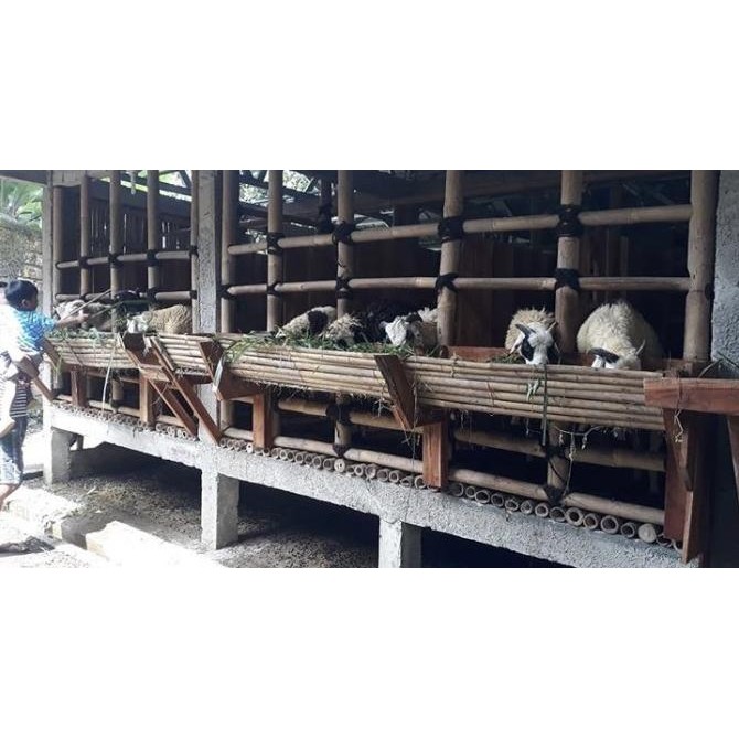 

Hewan Qurban Domba/Kambing 45kg