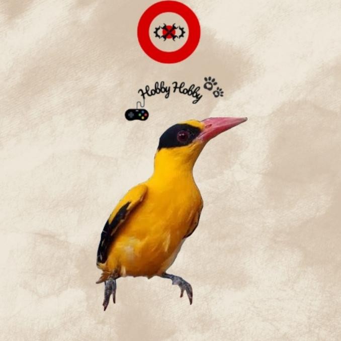 Hewan Adopsi Kepodang Emas Bali bukan Jawa