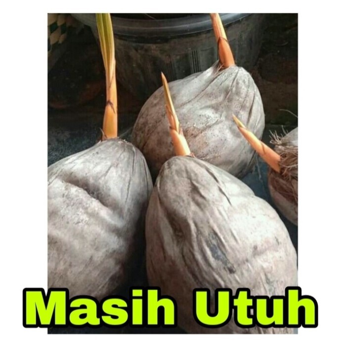 Bonsai Kelapa/Bahan Bonsai Kelapa/Bonsai Kelapa Gading/Bonsai Minion