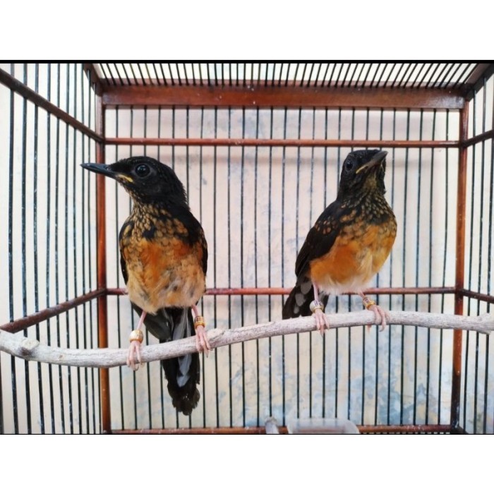 TERBARU Burung Murai Batu Medan Trotol Sepasang Murai Trotol Jantan dan Betina BISA GRAB