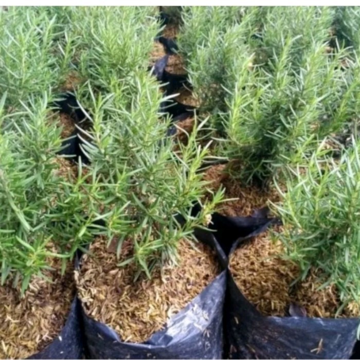 

TERMURAH Rosemary / Pohon Herbal Rosemary / Rosemari / Tanaman Hias Rosemary ta