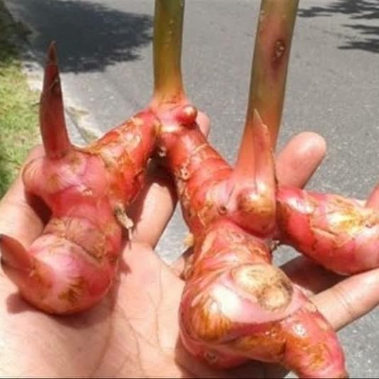 

BIG SALE Bibit Lengkuas Merah Per kg