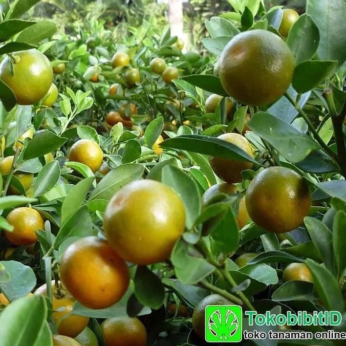 

SALE! TANAMAN BUAH JERUK KASTURI ( BERBUAH )