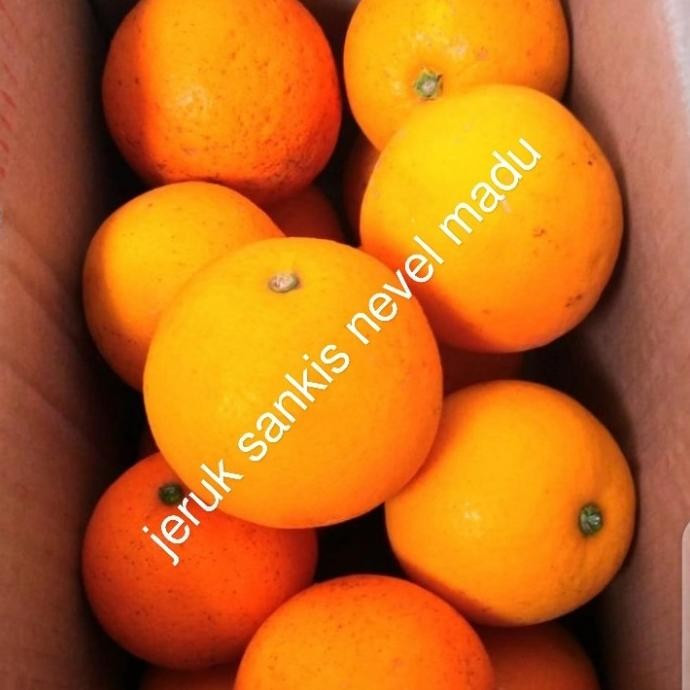 

SALE! BUAH JERUK SANKIS NEVEL MADU FRESH MANIS PER 1 KG